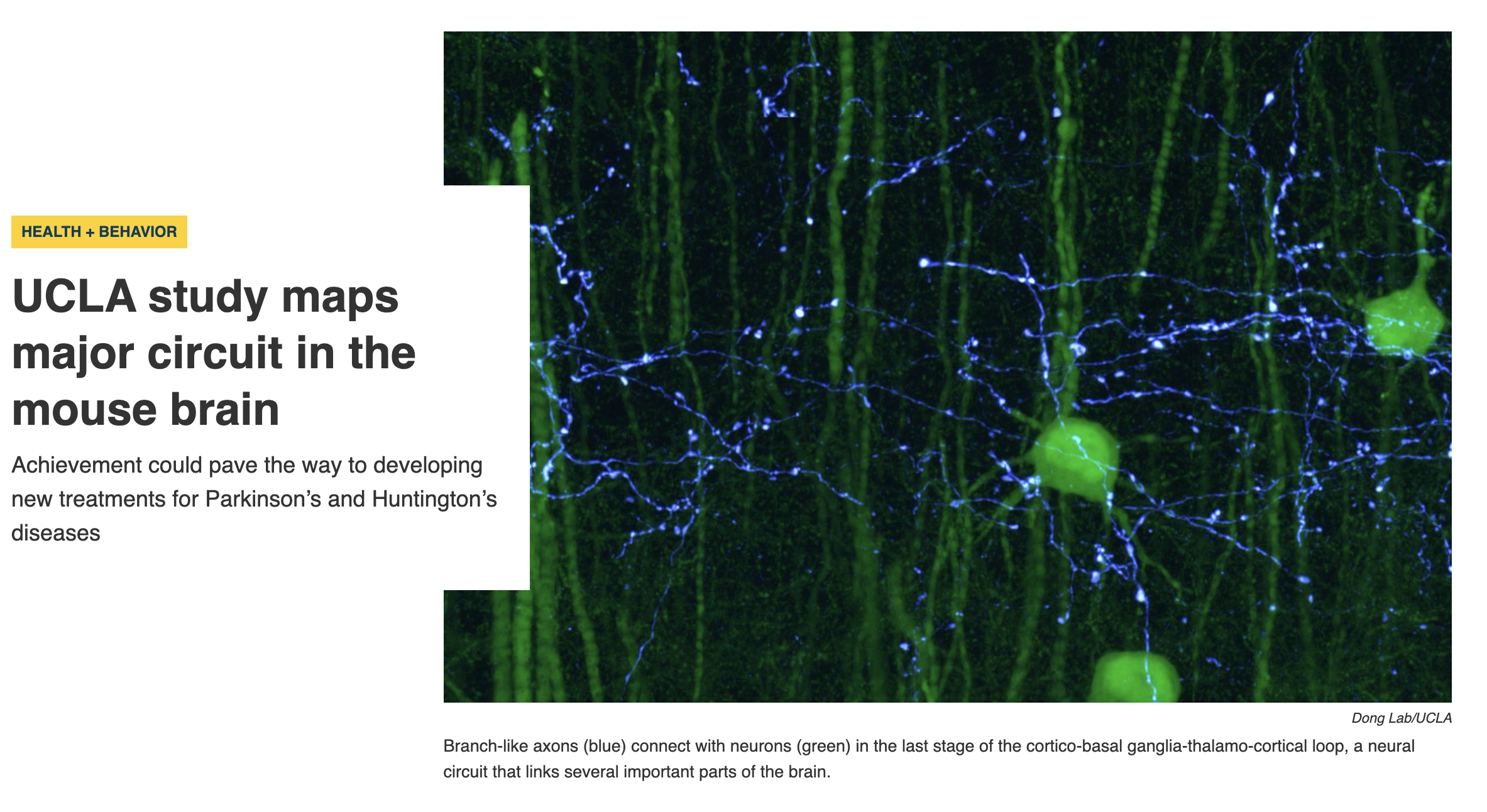 UCLA study maps major circuit in the mouse brain