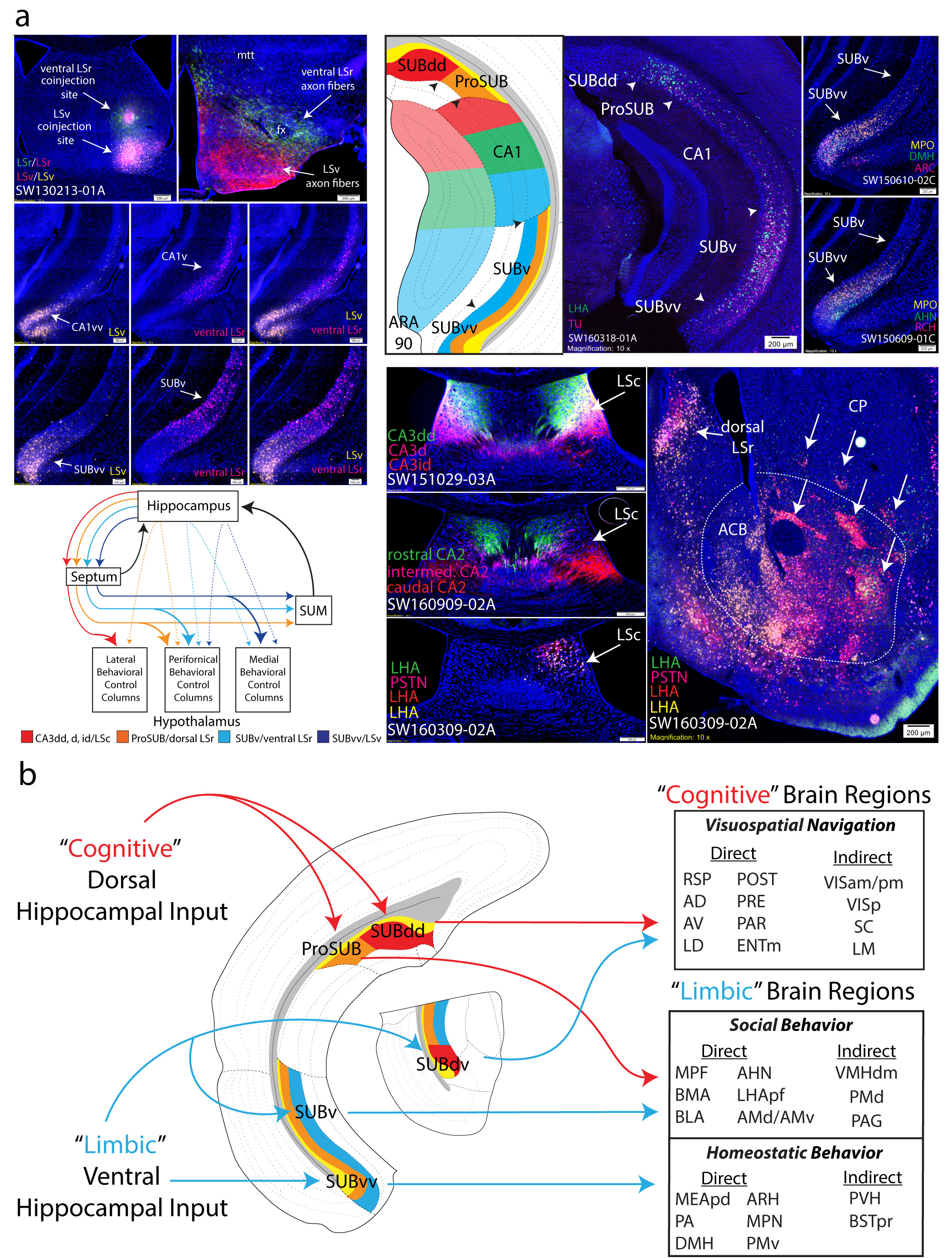 Integration of gene expression and brain-wide connectivity reveals the ...